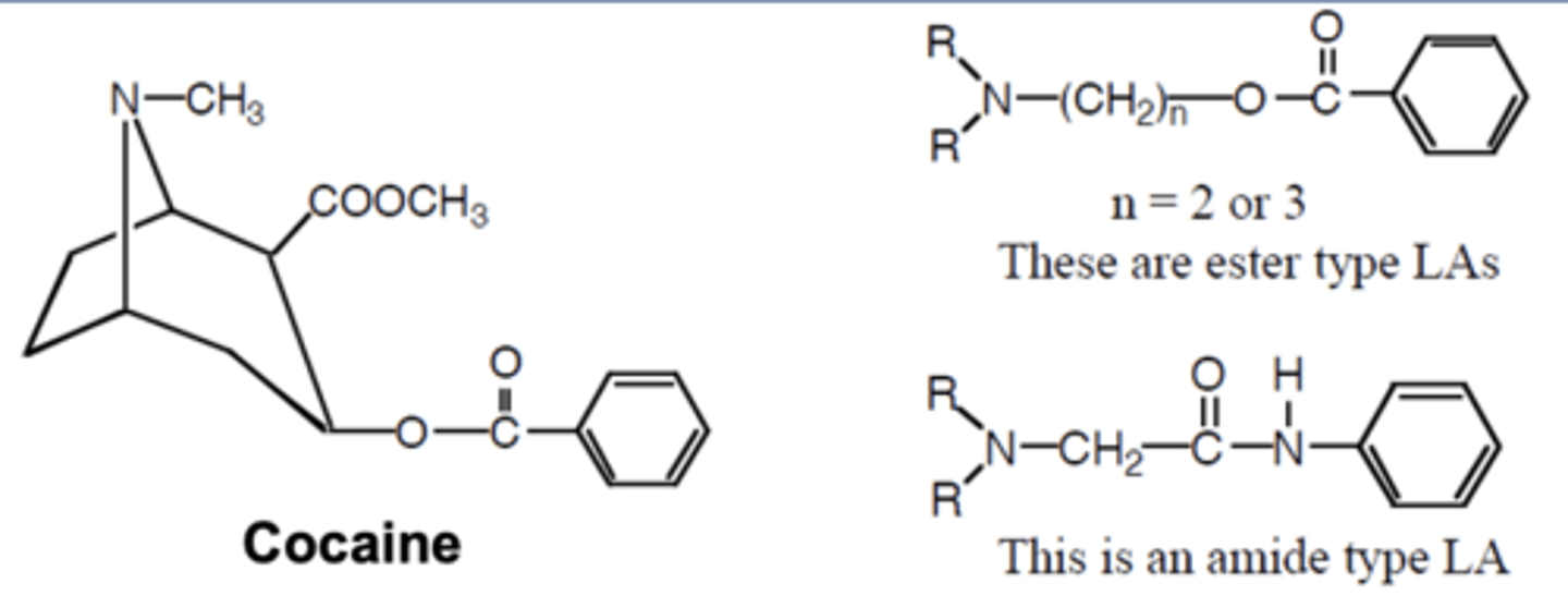 <p>-Acts as a LA when rubbed on the skin</p><p>-Blocks sodium channels</p><p>-Other cocaine molecules are blocking NE reuptake, NE constricts blood vessels (specific to cocaine)</p><p>-Constricted blood vessels disallow the drug to be taken to other parts of the body (holds the cocaine to allow for a longer duration of action</p>