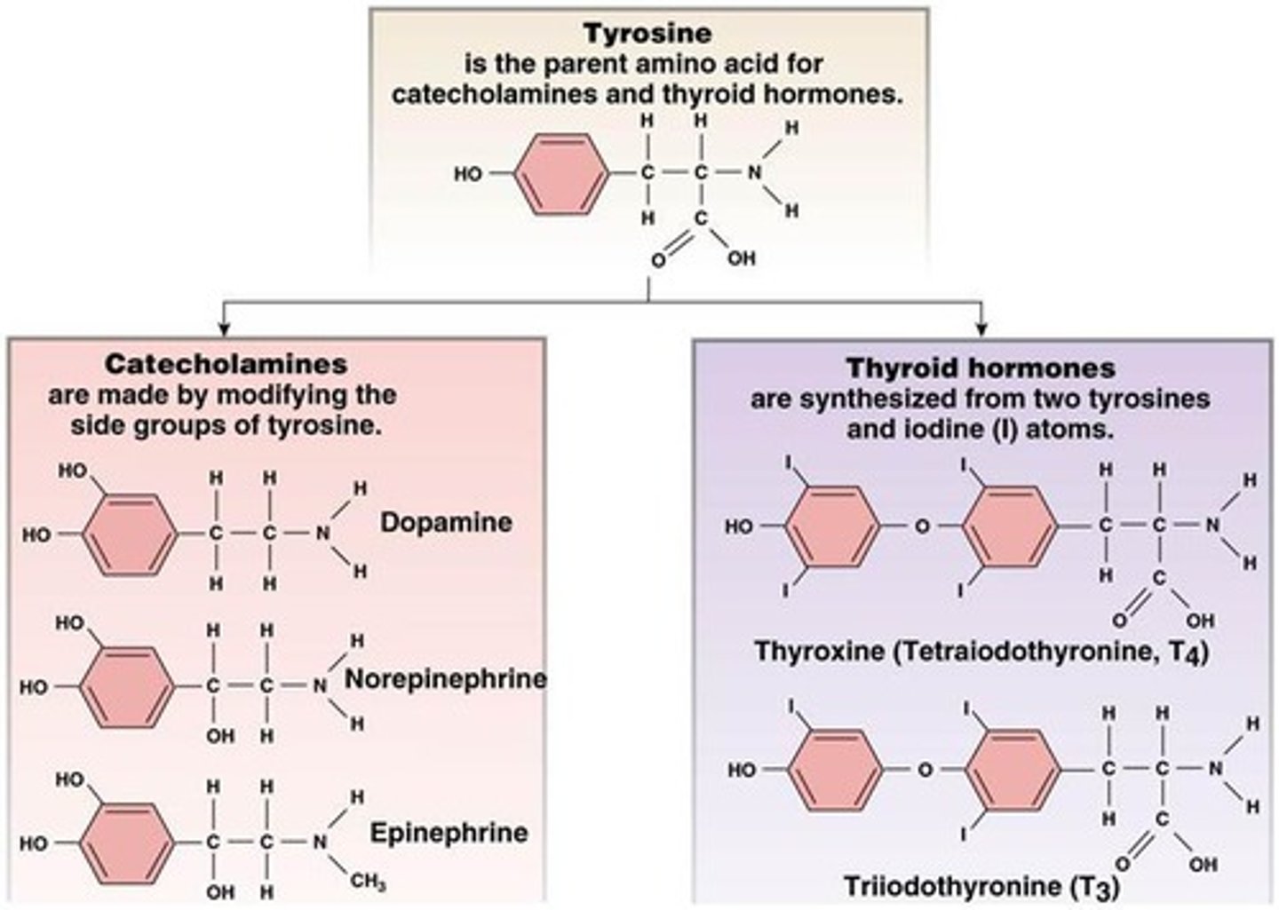 <p>hormone class </p><p>- synthesized: from tyrosine (amino acid) in the thyroid gland</p><p>- stored: in thyroid gland (bound to thyroglobulin)</p><p>- released: by diffusion in response to thyroid-stimulating hormone (TSH)</p><p>- solubility: bound to thyroxine</p><p>- t1/2: T3=2.5 days T4=6-7 days</p><p>- receptor: intracellular (cytosolic or nuclear)</p>