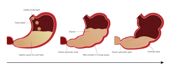 <p>Absorption in stomach</p>