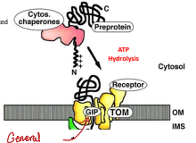 <p>The chaperones guide the polypeptide to the General Import Pore (GIP) and ATP hydrolysis facilitates the translocation of the protein into the mitochondria. </p>