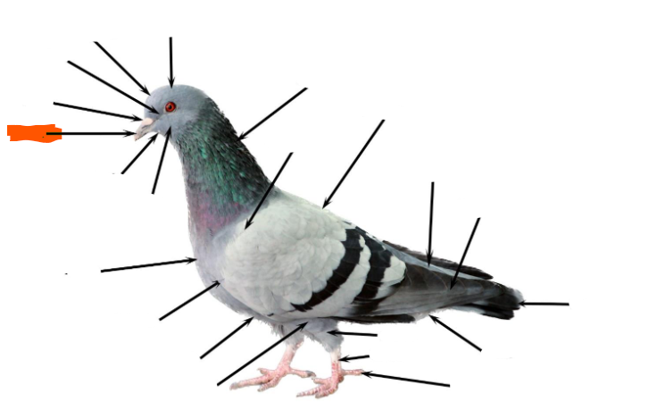 term image