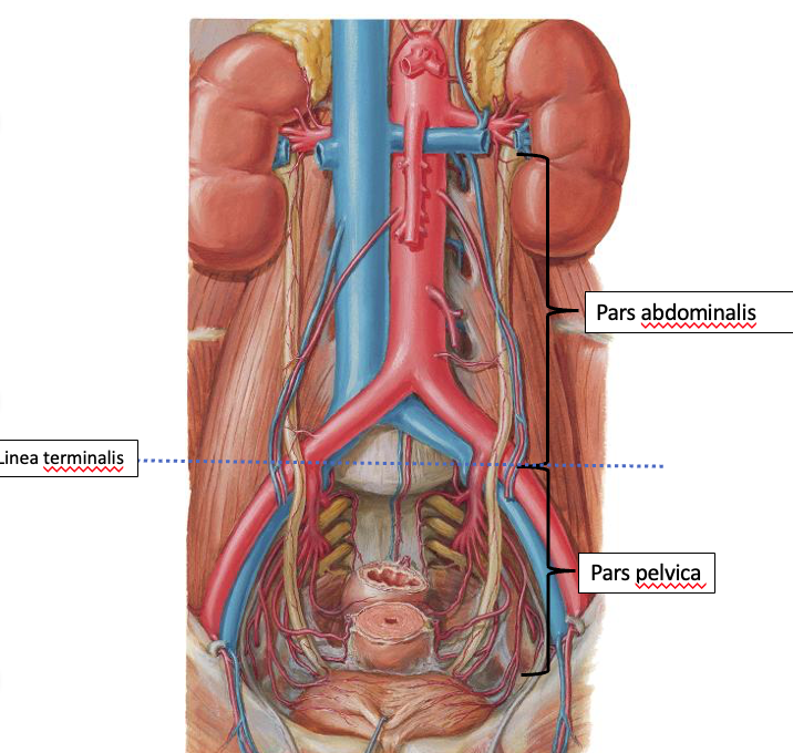 <p><span>Pars abdominalis</span></p><p><span>Pars pelvica</span></p><p><span>Adskilt af linea terminalis</span></p><p></p>
