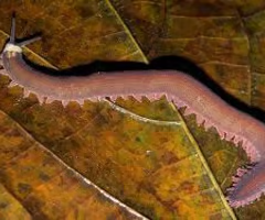 <p><span>Velvet worms; segmented, soft-bodied, terrestrial, and closely related to arthropods.</span></p><ul><li><p><span>Bilaterally symmetrical</span></p></li><li><p><span>Gas exchange via trachea</span></p></li><li><p><span>Open circ system</span></p></li><li><p><span>Exoskeleton</span></p></li><li><p><span>Link between worms and arthropods</span></p></li><li><p><span>velvet/walking worm</span></p></li></ul><p></p>
