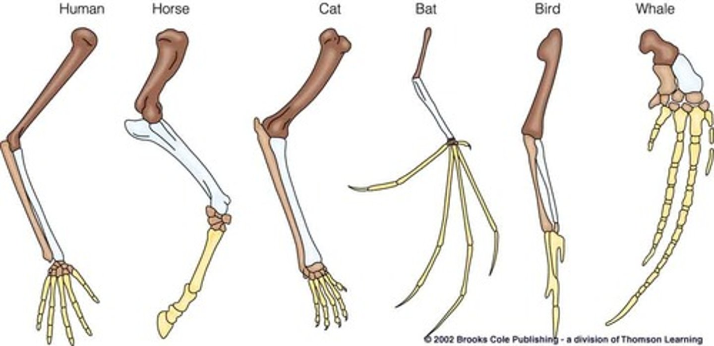 <p>similar structures that related species have inherited from a common ancestor - may have a different function</p>