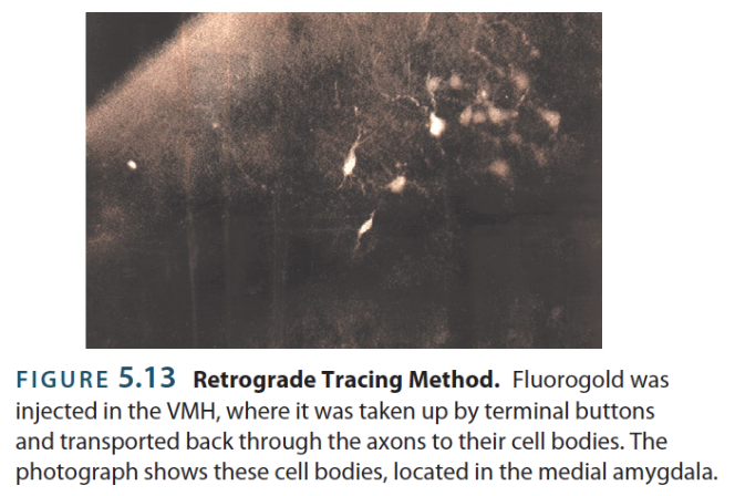 <p>→ determining neural connections by tracing <u>afferent</u> axons; inputs</p><ul><li><p>Asks “what brain areas send their axons here?”</p></li><li><p>Retrograde tracer: </p><ul><li><p>Taken up by axon terminals and transported back to the cell body</p></li></ul></li><li><p><strong>Retrograde tracer </strong>→ chemicals taken up by axon terminals and transported back to the cell body</p><ul><li><p>ex. <strong>Fluorogold</strong></p></li></ul></li></ul><p></p>