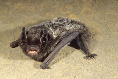 <p>silver-haired bat</p>