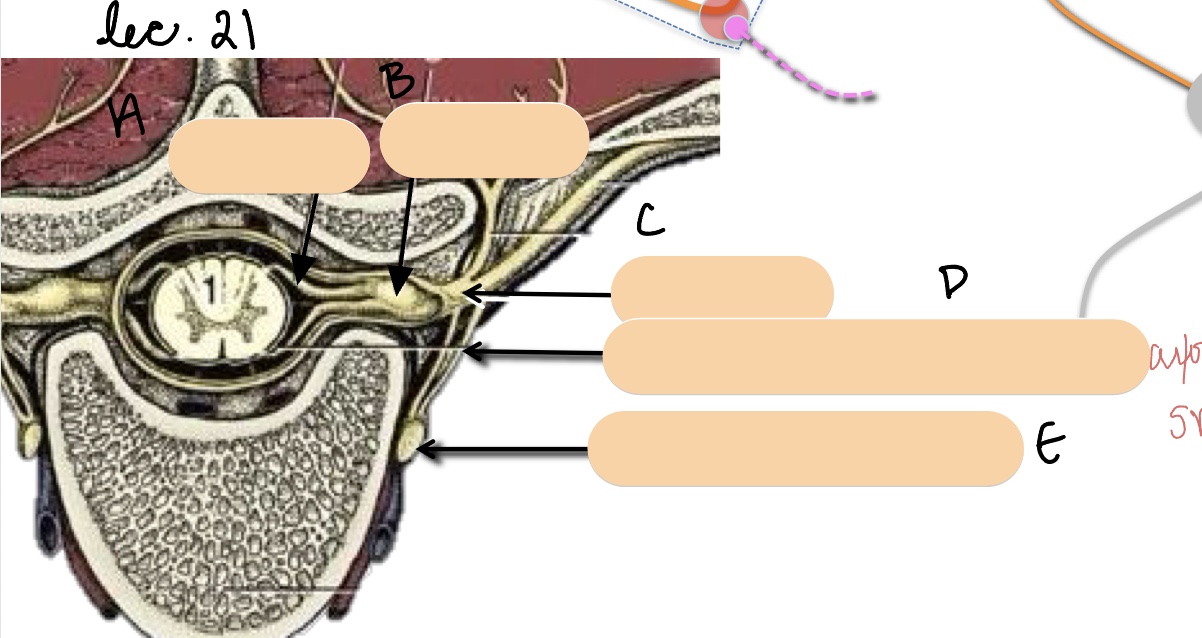 <p>Name the structure(s) represented by a, b, and c.</p>