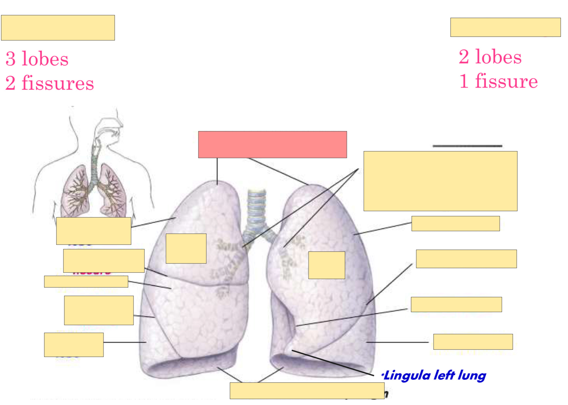 <p>What part of the lung is this?</p>