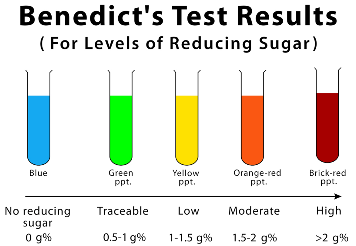 <p>What is the test for identifying reducing sugars? How is it completed? </p>