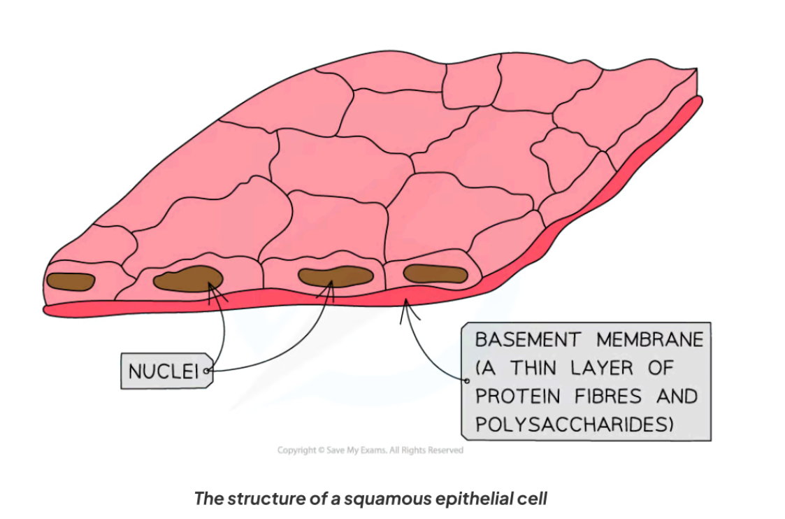 <p>- Thin, flat cells (one cell thick).</p><p>-thin cross section shortening diffusion pathway</p><p>-permeable</p><p>-surface covering organs &amp; structures</p><p>- Found in alveoli → rapid diffusion of oxygen into blood.</p>