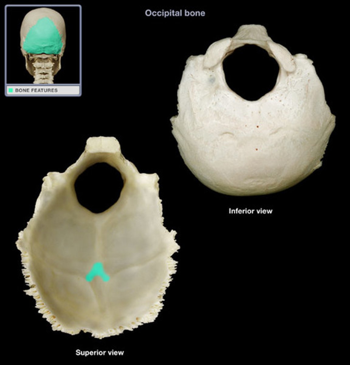 <p>This protuberance lies at the center of the cruciform eminence.</p>