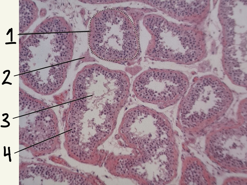 Testis slide