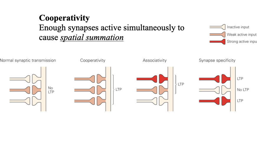 <p>Only the active synapses that contributed to postsynaptic firing are potentiated</p>