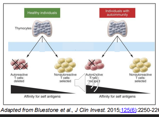 <ul><li><p><em>Type </em>of <em>hypersensitivity</em></p></li><li><p>Immune response against<strong> self-antigens</strong></p></li><li><p><u>Failure of </u><strong><em><u>tolerance </u></em></strong><em><u>mechanisms - usually to self antigens, highly reactive T cells are aoptosed in negative selection&nbsp;</u></em></p></li><li><p>Leads to<strong> chronic inflammation,</strong> tissue injury</p></li><li><p>Involves innate <strong>and </strong>adaptive immunity</p></li></ul><p></p>