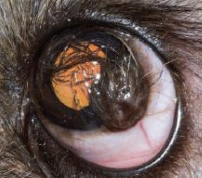 <p>What is the term for a hairy skin-like patch on the conjunctiva/cornea found in dogs and cattle? It can be congenital.</p>