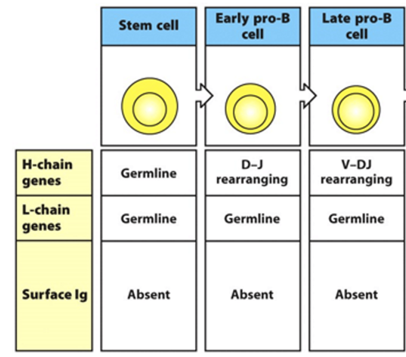<p>- Heavy chain genes begin rearranging</p><p>--&gt; D and J are rearranging in early stage</p><p>--&gt; V and DJ rearrange in late stage</p><p>- No rearrangement of light chain genes</p><p>- No surface Ig seen</p>
