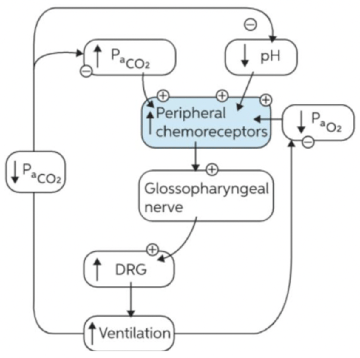 <p>Account for less than 30% of CO2 response.</p>