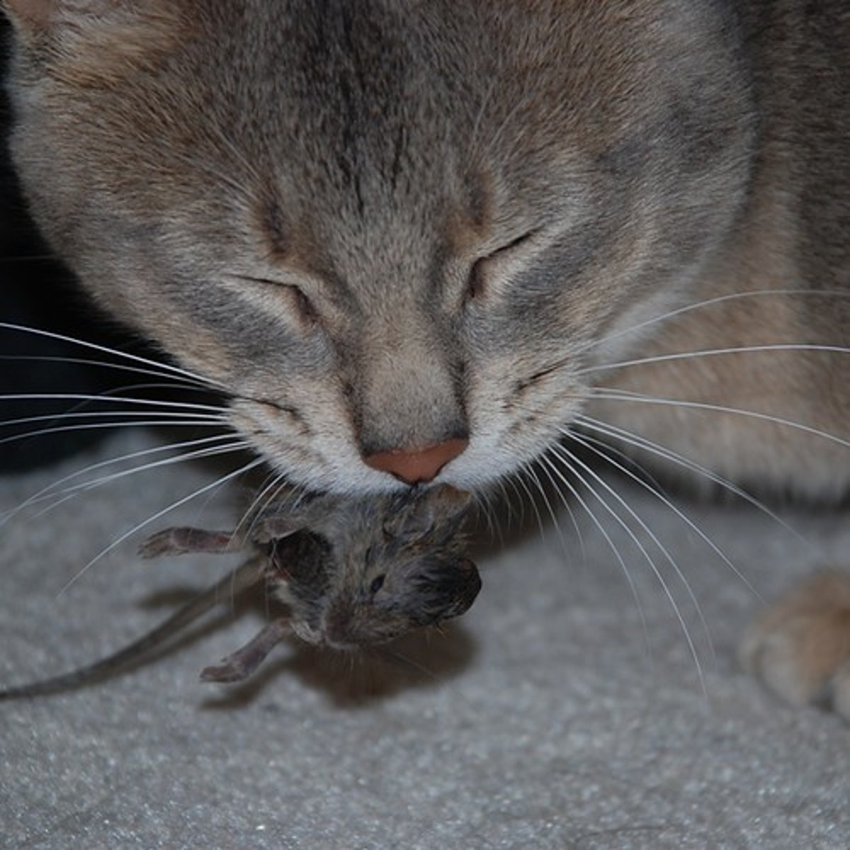 <p>The cat ___ the mouse.</p>