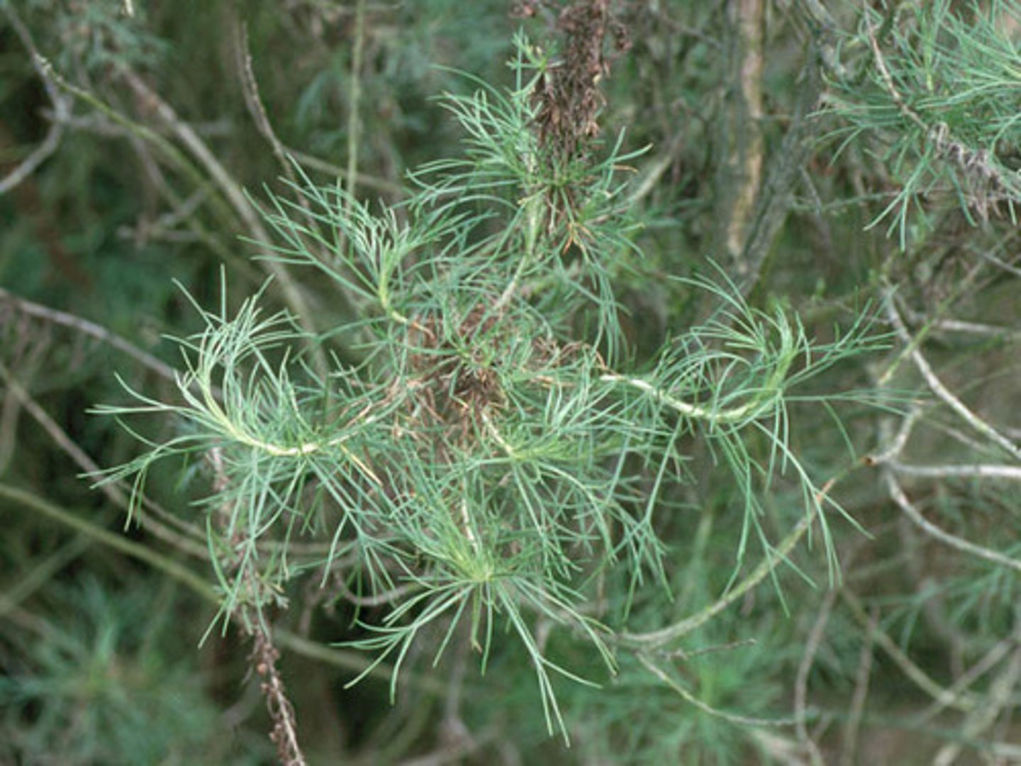 <p>Coastal sage scrub</p>