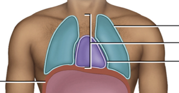 <p>Which cavity is in blue?</p>