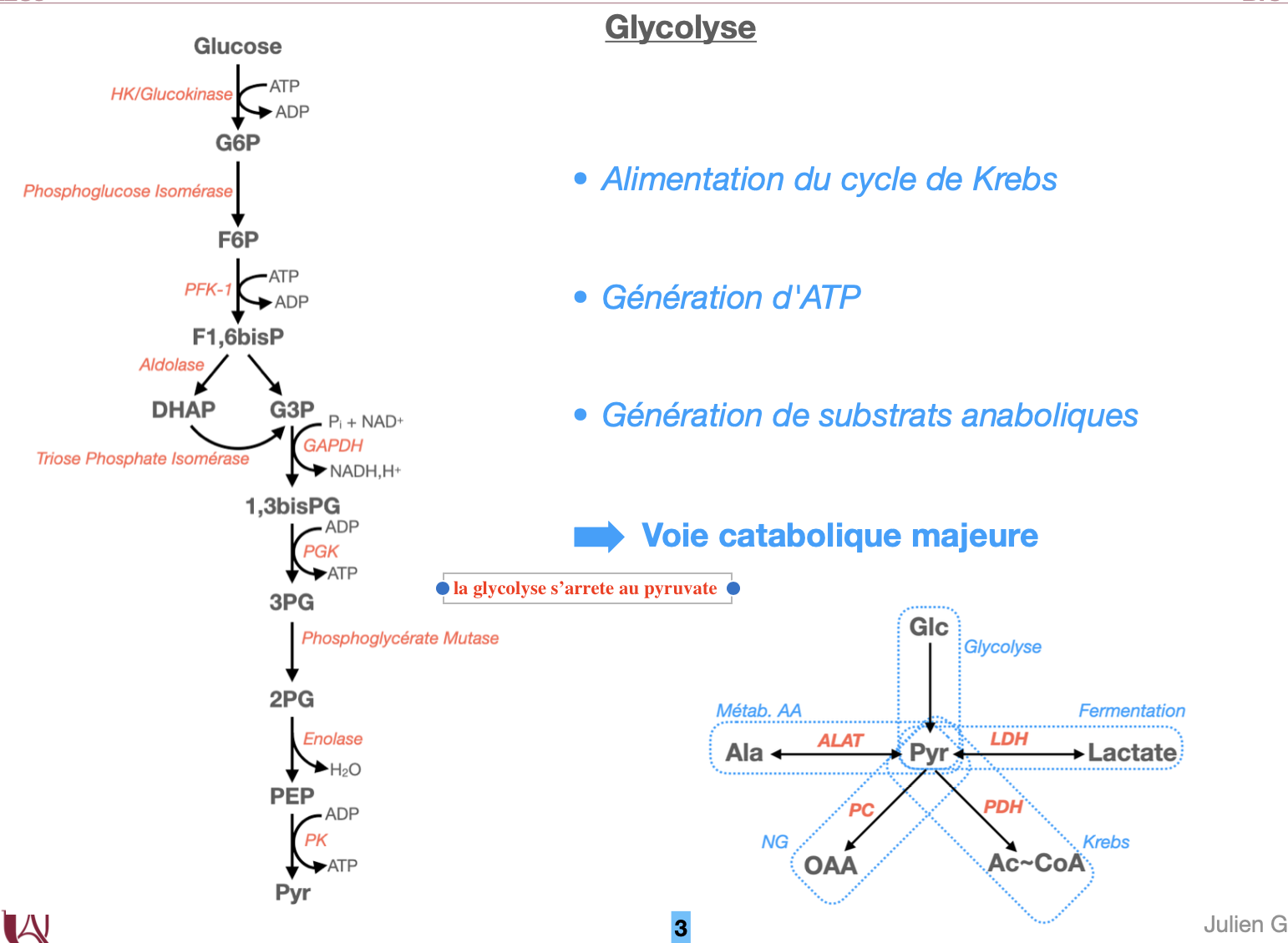 <p>Schématiser le carrefour du pyruvate.</p>