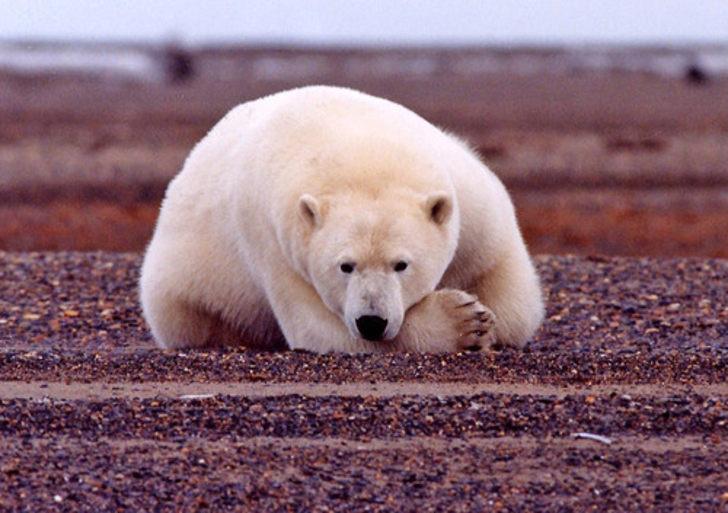 <p>This act was designed to identify and protect endangered species in the US and abroad. Forbids federal agency to carry out, fund, or authorize projects that would jeopardize an endangered species or destroy a crucial habitat. Makes it illegal for Americans to sell or buy any product made from an endangered or threatened species.</p>