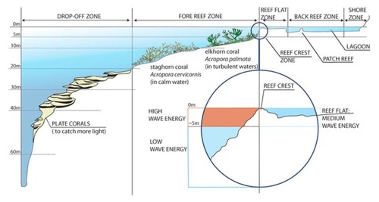 <p>- drop-off zone</p><p>- fore reef zone</p><p>- reef flat zone</p><p>- back reef zone</p><p>- shore zone</p>
