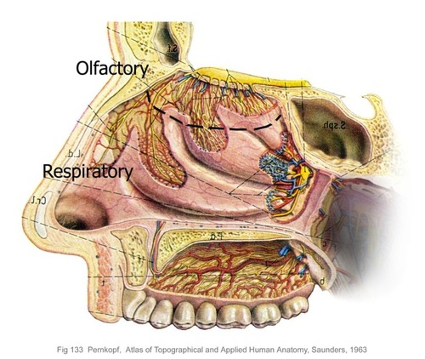 <p>Inferior to the nasal bone and superior to the oral cavity</p>