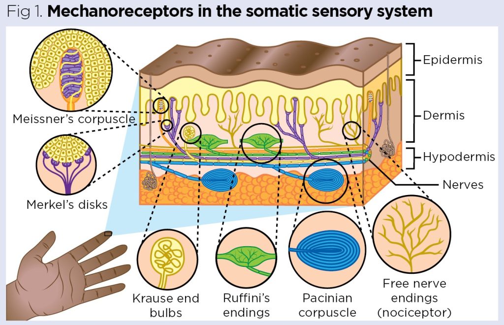 <p>Nociceptors are found both superficially and deep in tissues, including near bone, allowing detection of damage at multiple tissue depths.</p>