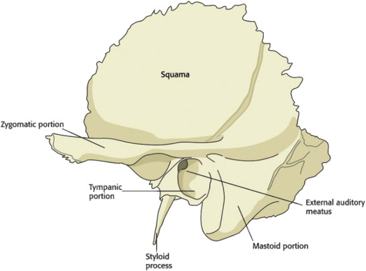 <p>Form inferior lateral aspects of cranium and parts of cranial floor</p><p>Temporal Squama: Thin, flat part of the bone</p><p>Mastoid process: Posterior and inferior to ear</p><p>Mastoid process: Attachment for neck muscles</p><p>Internal auditory feature: for nerves</p><p>Petrous portion: Floor of cranium, houses internal and middle ear, carotid and jugular foramen</p><p>Zygomatic process: Forms zygomatic arch with temporal process of the zygomatic bone</p><p>Mandibular fossa: Articular tubercule to form joint with mandible</p><p>Styloid Process: Muscles and ligaments for tongue and cheek</p>