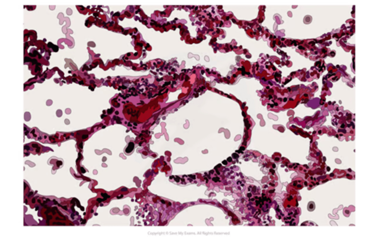 <p>co2 out of capps into alveoli to be exhaled <br>o2 from alveoli into capps = carried around body <br>3-4 um - only wide enough for 1 rbc to travel at one time<br>-ensures sufficient time for gas exchange</p>