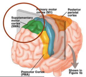 <p>supplementary motor area</p>
