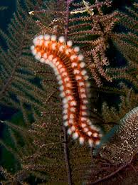 <p>(dont touch them) - worm that looks like it has hairs off the side</p>
