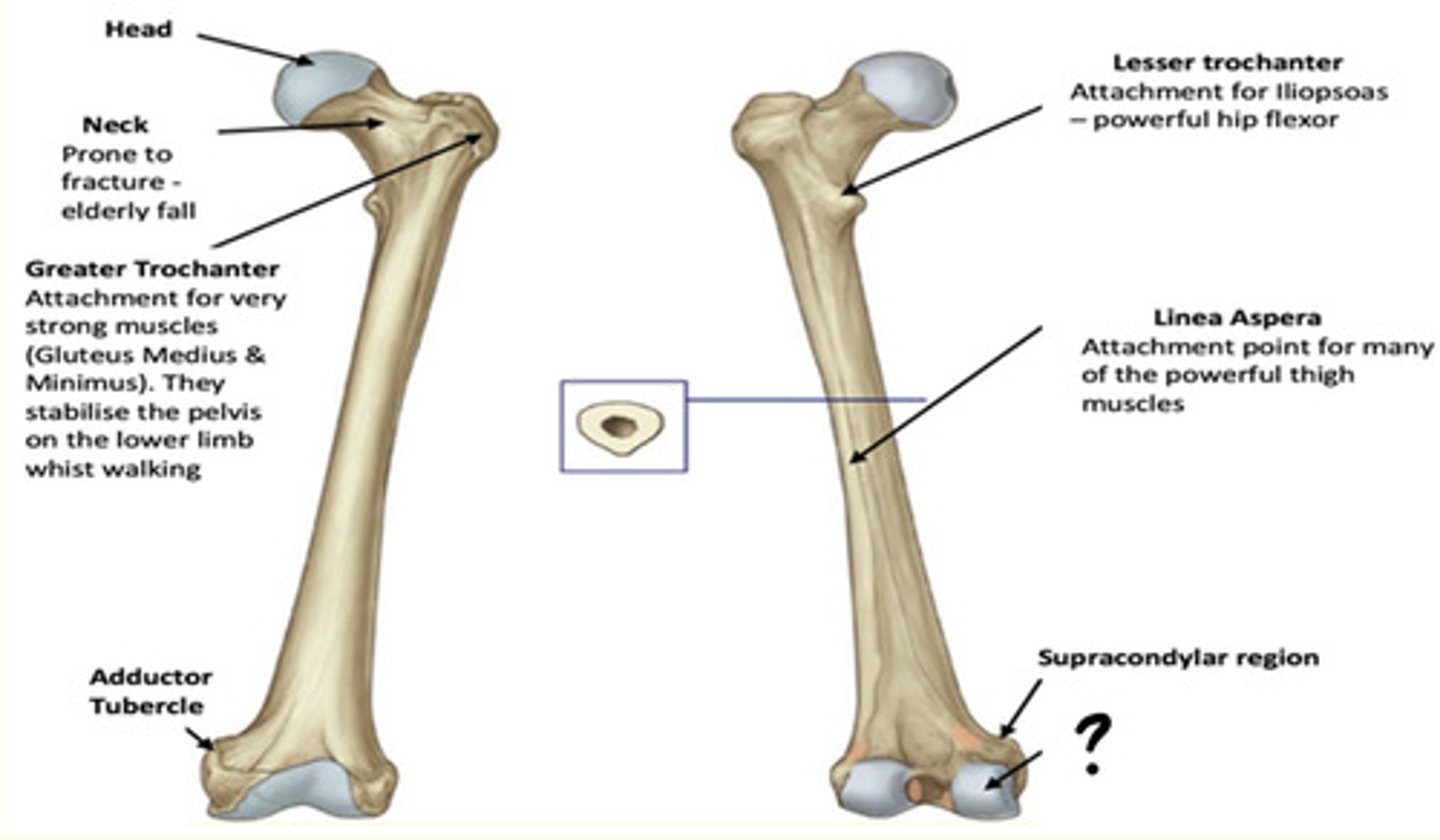 <p>Condyles </p><p>J-shaped articular regions for the knee</p>