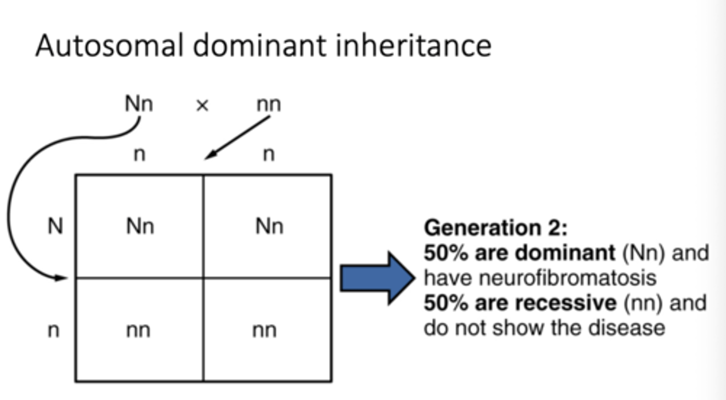 <p>A pattern of inheritance where only one dominant allele is needed for the trait to be expressed.</p>