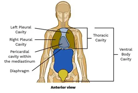 <p>The central area in your chest, between the lungs, containing the heart and large blood vessels.</p>