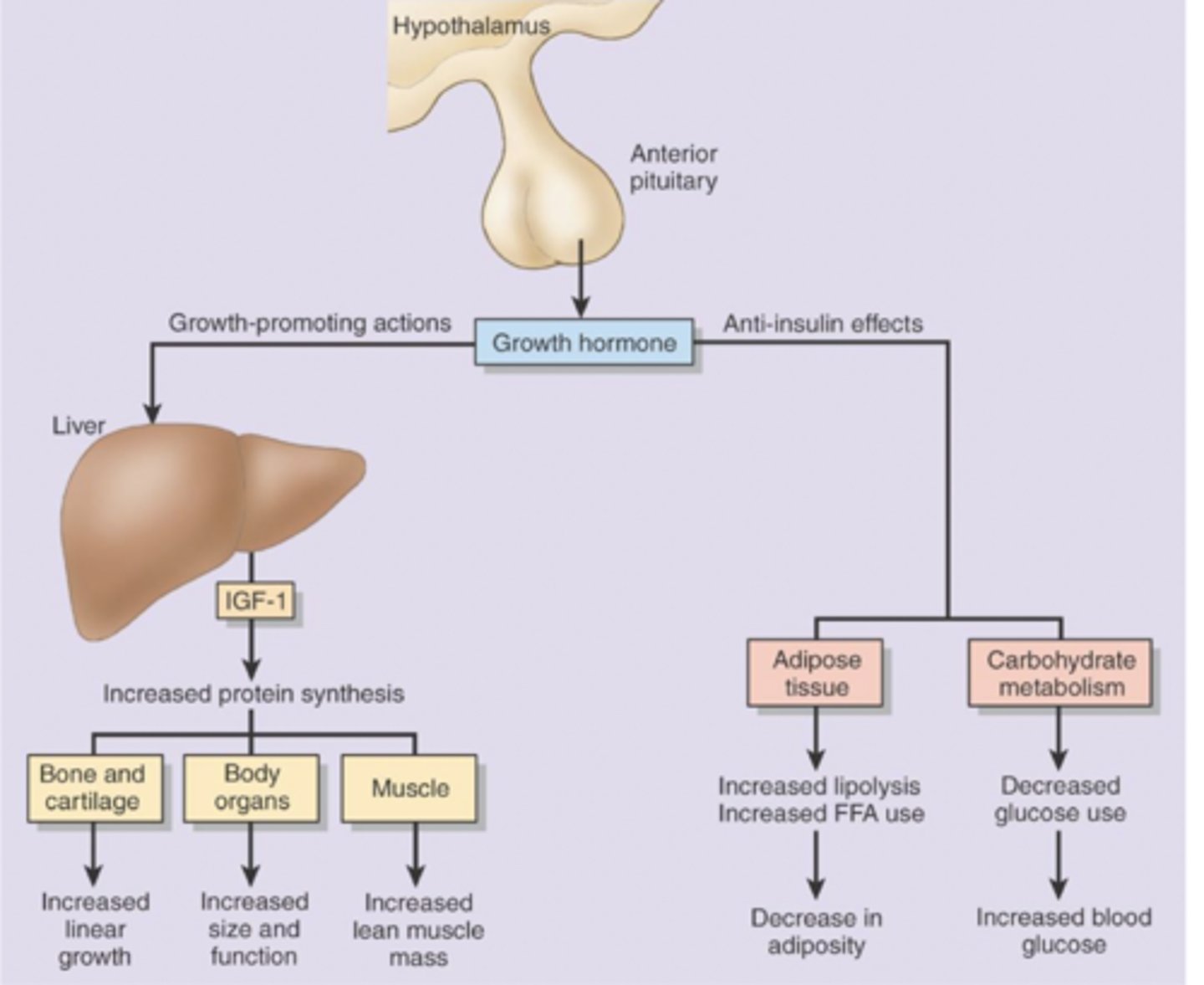 <p>promotes growth through increased bone and cartilage, size and function of organs, and lean muscle mass via IGF-1 release in the liver.</p><p>promotes anti-insulin effects in adipose tissue with increased lipolysis and decreased adiposity and through carbohydrate metabolism decreases glucose use and increases blood glucose</p>