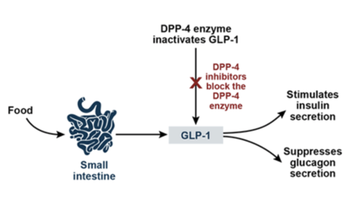 <p>GLP-1 stimulates insulin release, inhibits glucagon release, and stimulates b-cell proliferation</p><p>DPP4 degrades GLP-1</p><p>MOA: inhibits DPP4 = inhibits degradation of GLP-1 = subsequent increase in GLP-1 = increased release of insulin + b-cell proliferation and inhibited glucagon release</p><p>NOT AS EFFECTIVE SO NOT GIVEN MUCH</p><p>Clinical indications: type 2 DM</p><p>Adverse effects: (FYI only, as these are rare) respiratory and urinary infections, arthralgia (joint pain), dermatologic reactions, heart failure (only saxagliptin), hypersensitivity reactions (anaphylaxis and angioedema), acute pancreatitis – generally well tolerated</p><p>CONS: Not used as frequently for type 2 DM as they are not as effective as GLP-1 agonists; does NOT reduce appetite or slow gastric emptying like GLP-1 agonists</p>