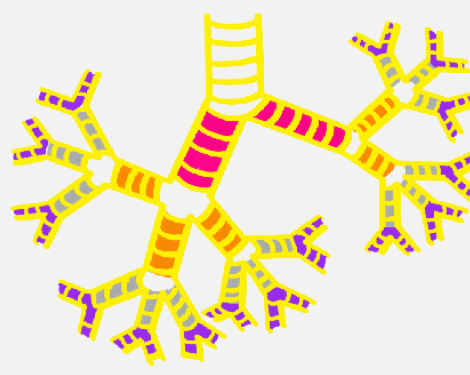 <ul><li><p>week 5- week 16</p></li><li><p>right and left primary bronchi</p></li><li><p>secondary (lobar) bronchi:</p><ul><li><p>3 on right</p></li><li><p>2 on left</p></li></ul></li><li><p>tertiary bronchi</p></li><li><p>terminal bronchioles</p></li></ul><p></p>