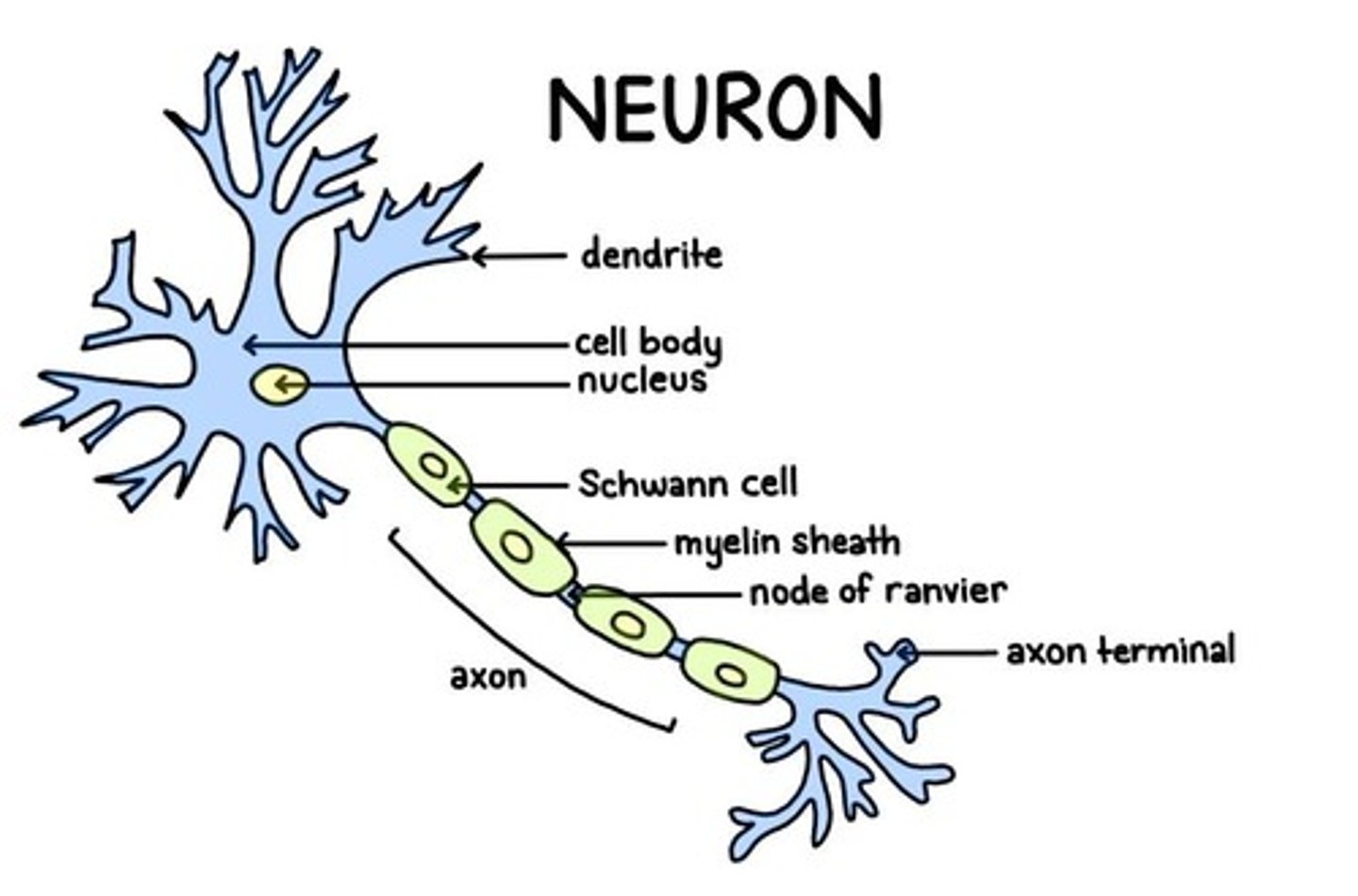 <p>Voltage across a neuron at rest, -70 mV.</p>