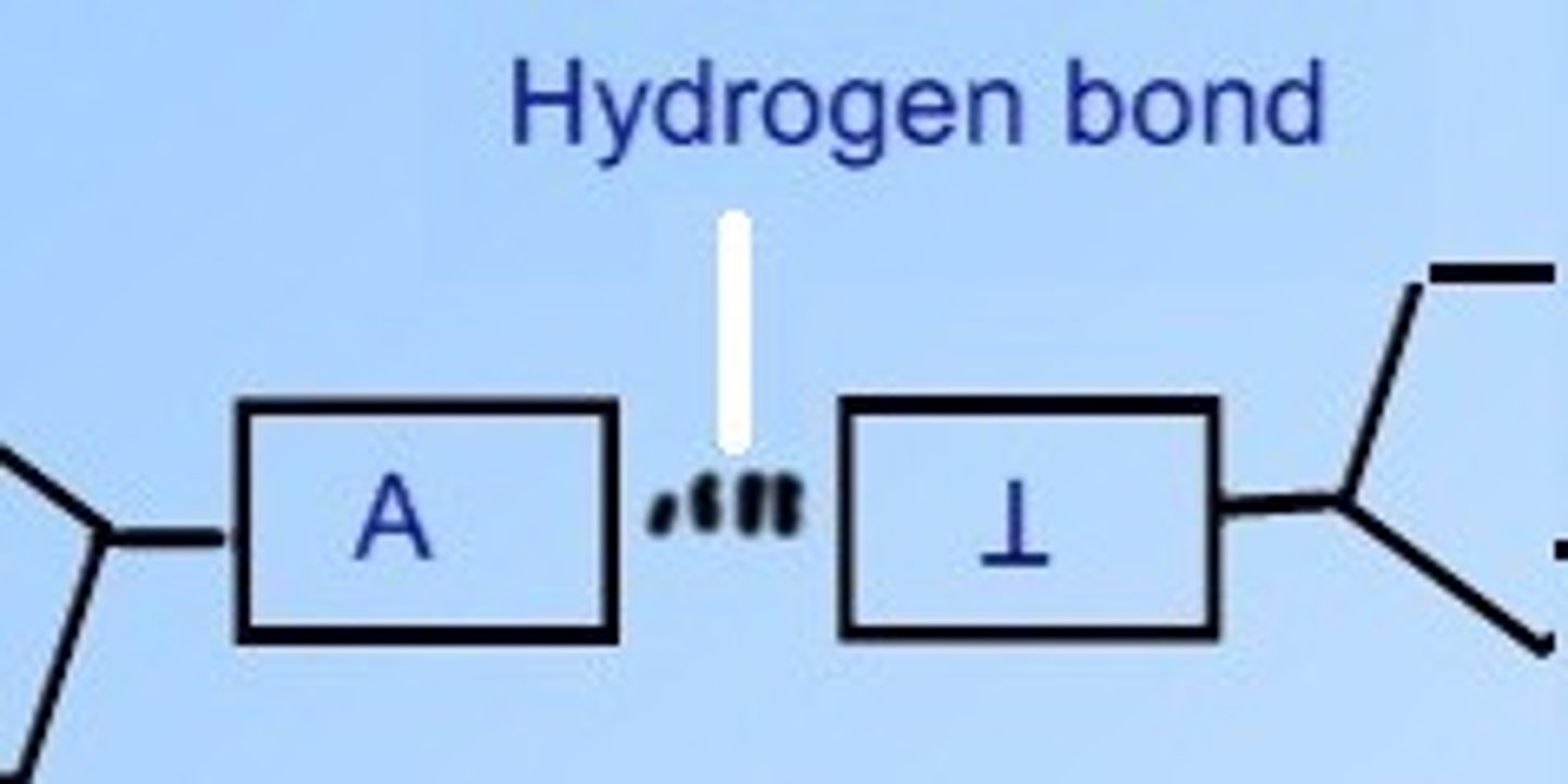 <p>The weak bond that holds the two strands of DNA together.</p>