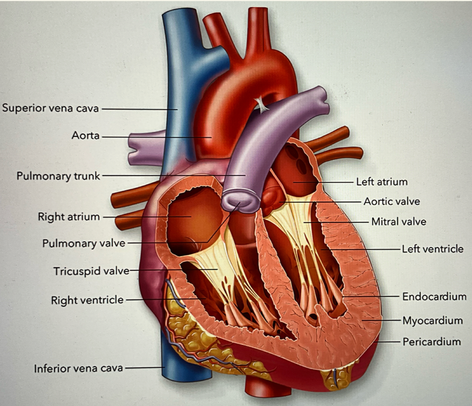 <p>the largest artery in the body. It transports blood from the left ventricle to begin systemic circulation</p>
