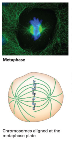 <p><span>Chromosomes align at the metaphase plate.</span></p>