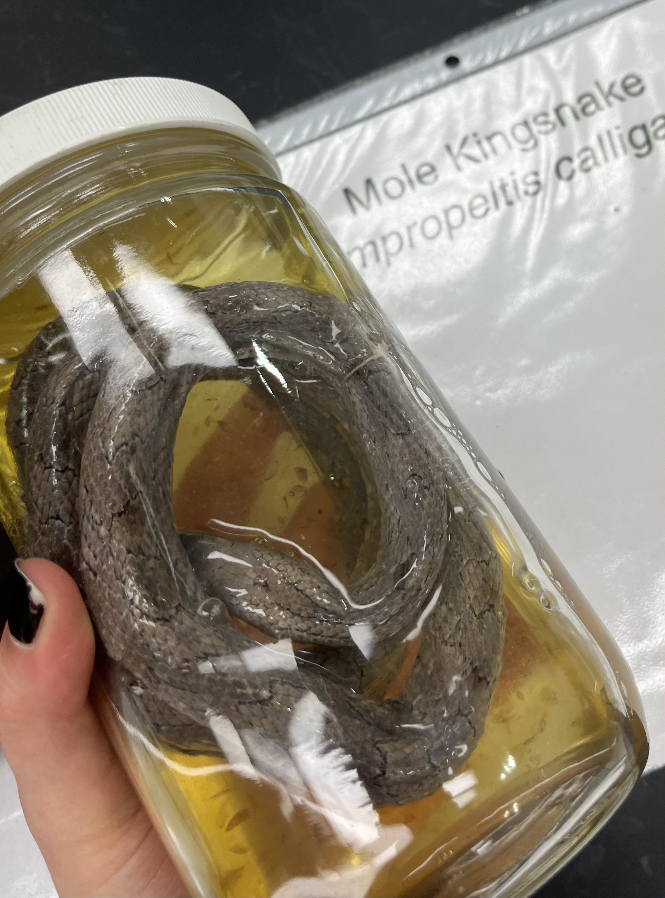 <ul><li><p>grey</p></li><li><p>subtle spots lined with thin black lines</p></li><li><p>no neck/head transition</p></li></ul><p></p>