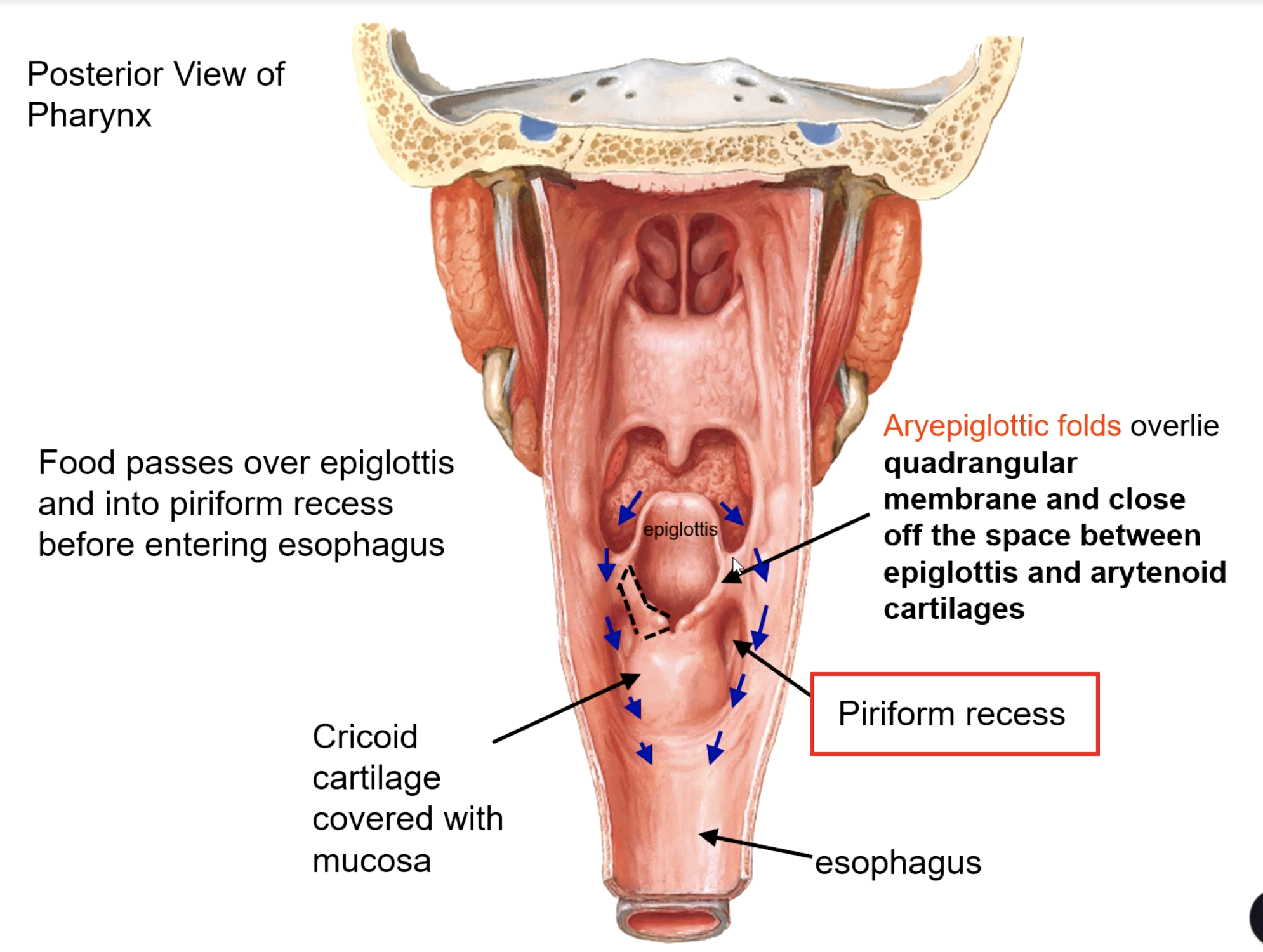 <p>piriform recess</p>