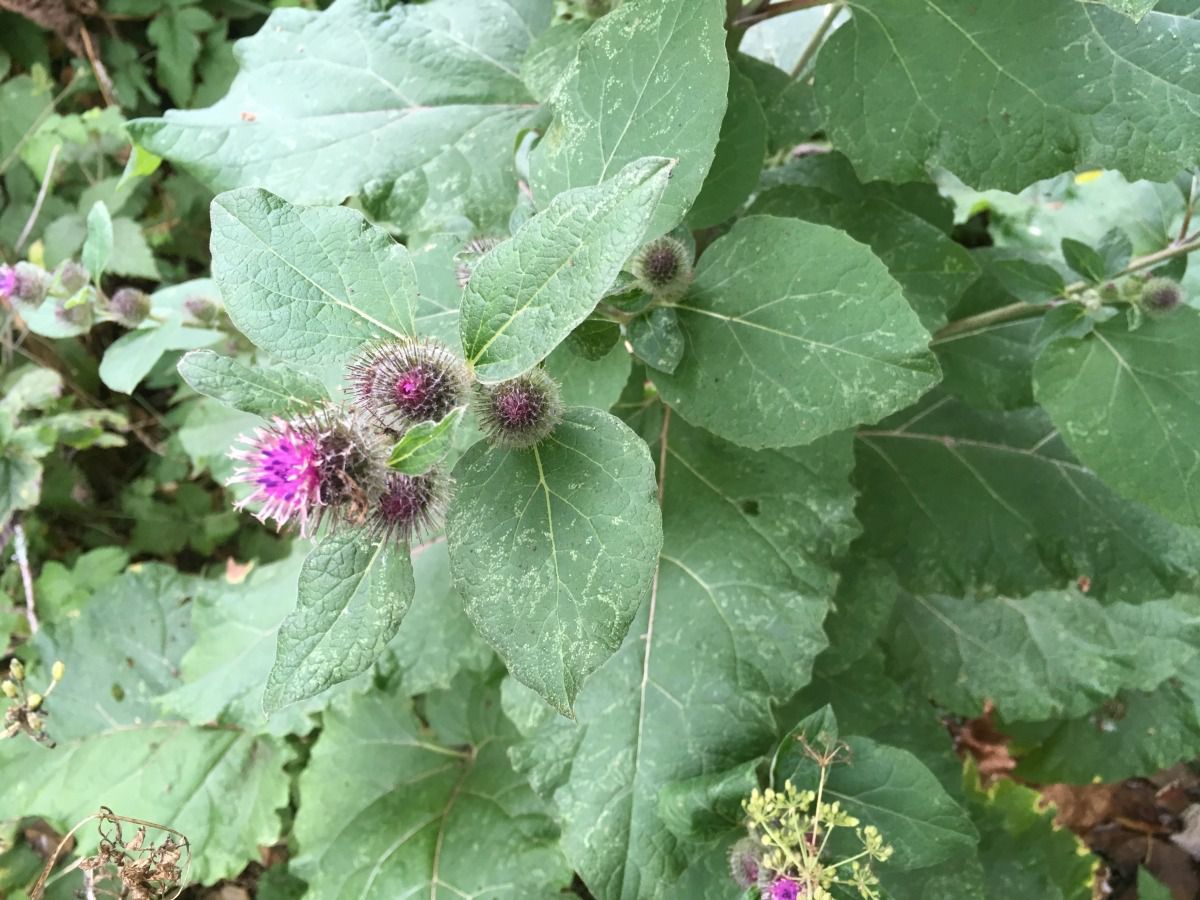 Common Burdock:

Spiky seed casings, purple petals that stick out the top. Velcro. Large alternate leaves, smooth with slightly frilly edges, small hairs