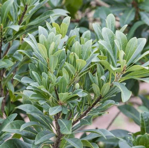 <p>Northern bayberry&nbsp;</p>