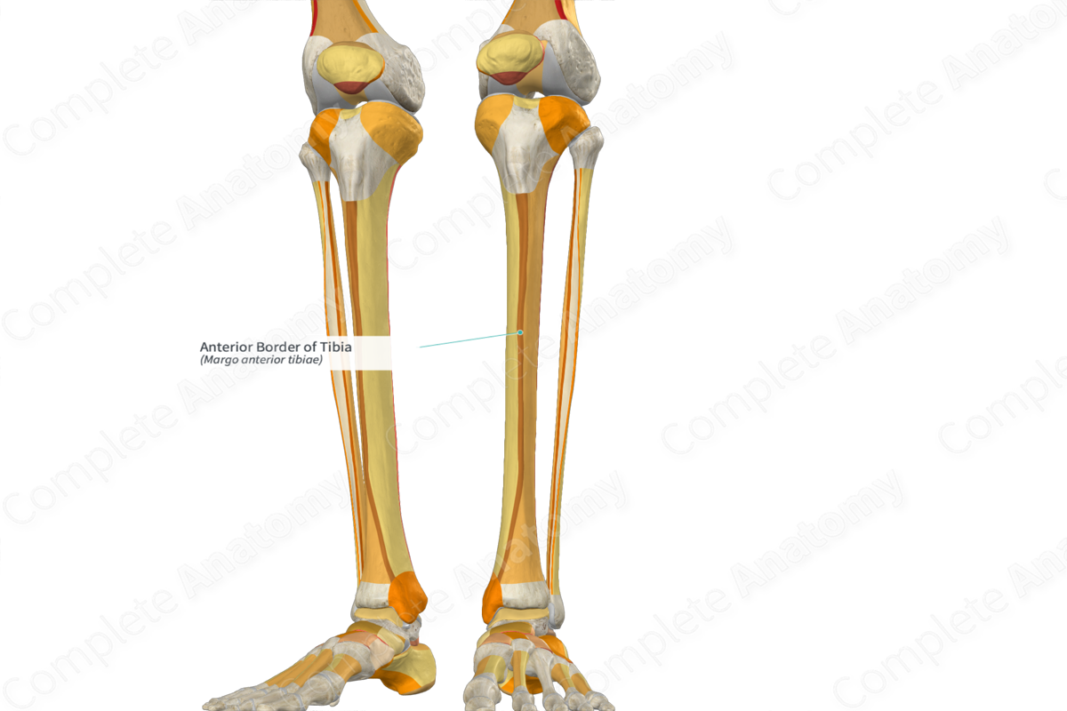 <p></p><p><span>Palpate the shin bone</span></p>