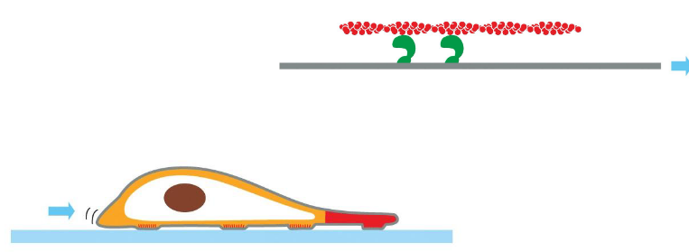 <p>actin forms bundles @ rear end</p><p>myosin motor proteins create contraction of cytoplasm</p>