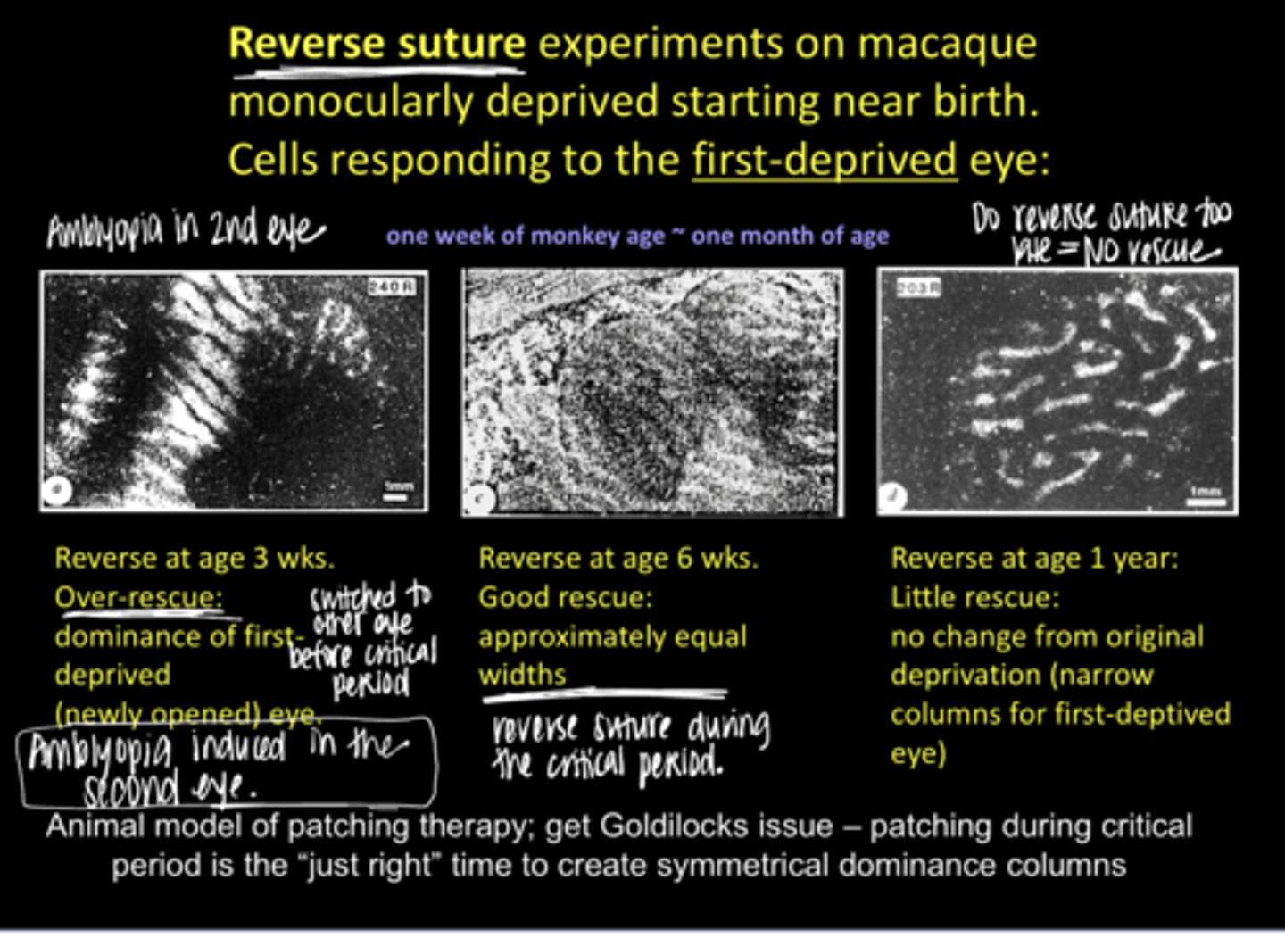 <p>Animal patching model runs into the ____ issue</p>